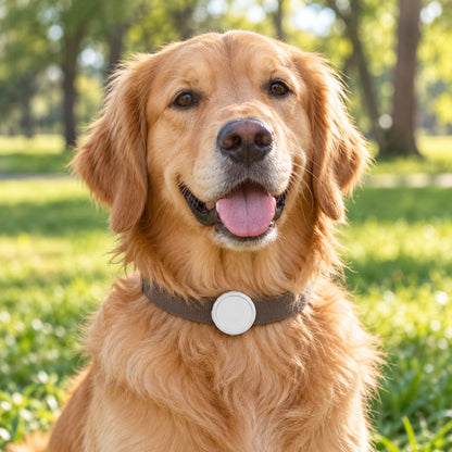 📍 GPS Tracker | Hard Case | Walks | Owners | White Circle