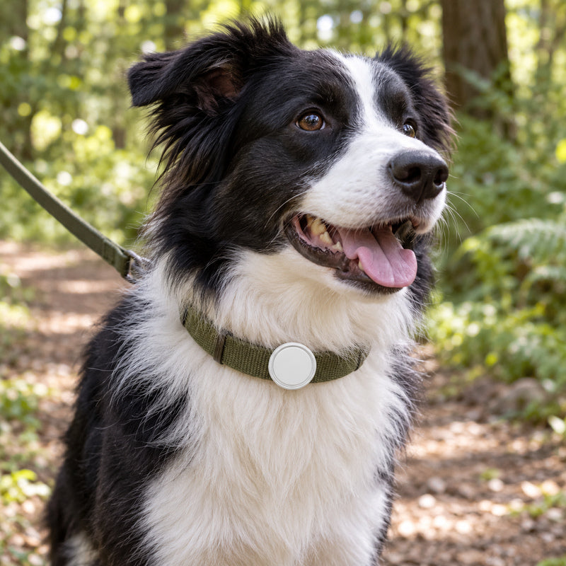 📍 GPS Tracker | Hard Case | Walks | Owners | White Circle